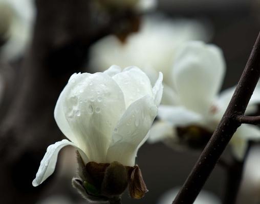 玉兰花（在花海中绽放的美丽与品质）