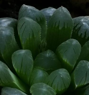 玉露开花的象征意义（唤醒生命的奇迹——玉露开花的寓意与意义）