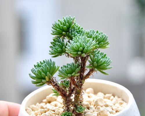 多肉植物（以多肉植物的独特寓意）