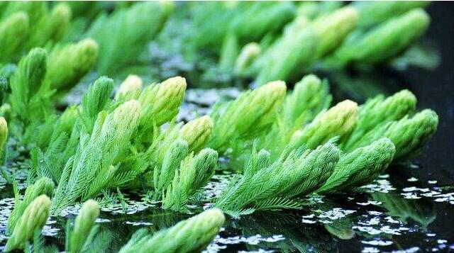 水草开花的寓意与预示（解析水草开花的吉祥之意）