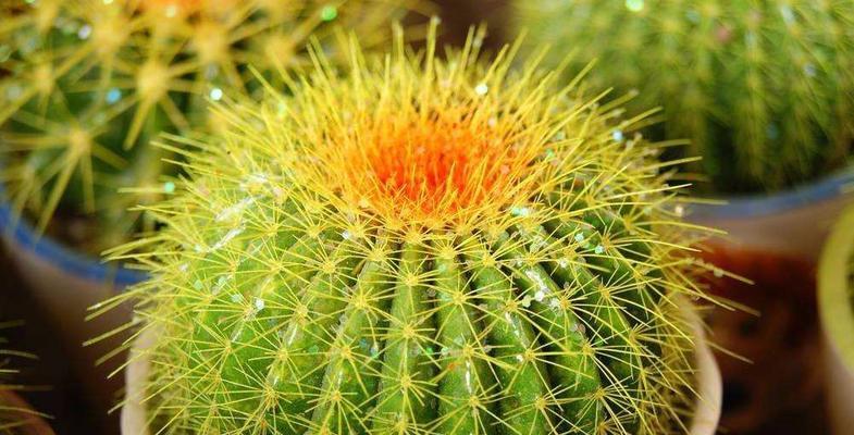 植物与生肖的象征意义（用植物代表不同生肖）