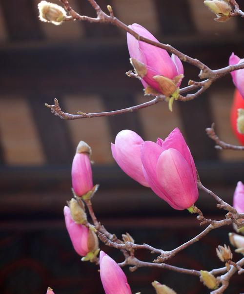 珠海市花——海棠花的美丽与象征（探寻珠海市花海棠花的花语与特点）