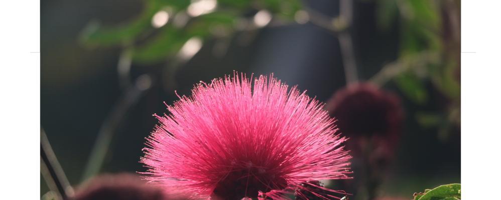 朱缨花（传递爱与希望的朱缨花）