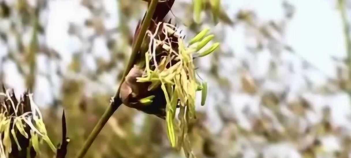 竹子开花的预兆与寓意（竹子开花的传说和象征意义）