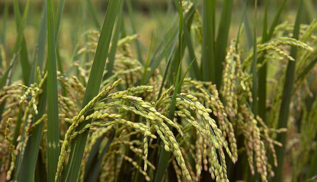 水稻的生长周期及相关知识（从种植到收获）