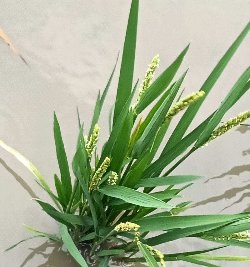 水稻开花现象解析（探究水稻开花的过程和花朵特征）