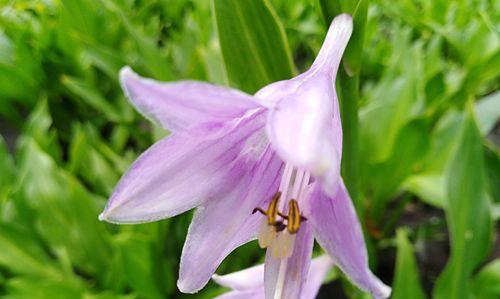 紫色百合花的象征意义与寓意（探索紫色百合花的隽永之美及内涵）