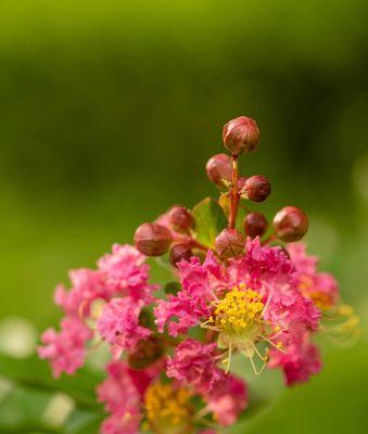 紫薇花（探寻紫薇花的美丽花语与神奇传说）