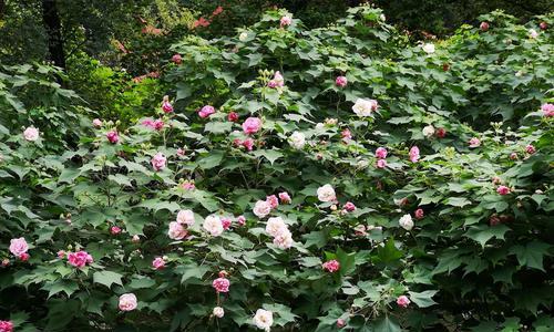 芙蓉花的象征意义（以芙蓉花品格为源泉的人生启示）