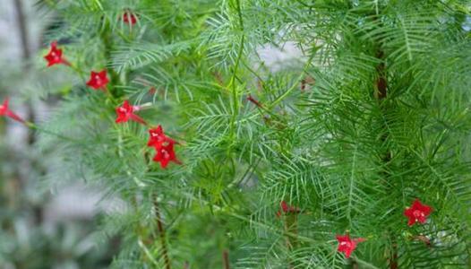 以茑萝花语寓意与适宜馈赠对象（探究茑萝花语的深意）