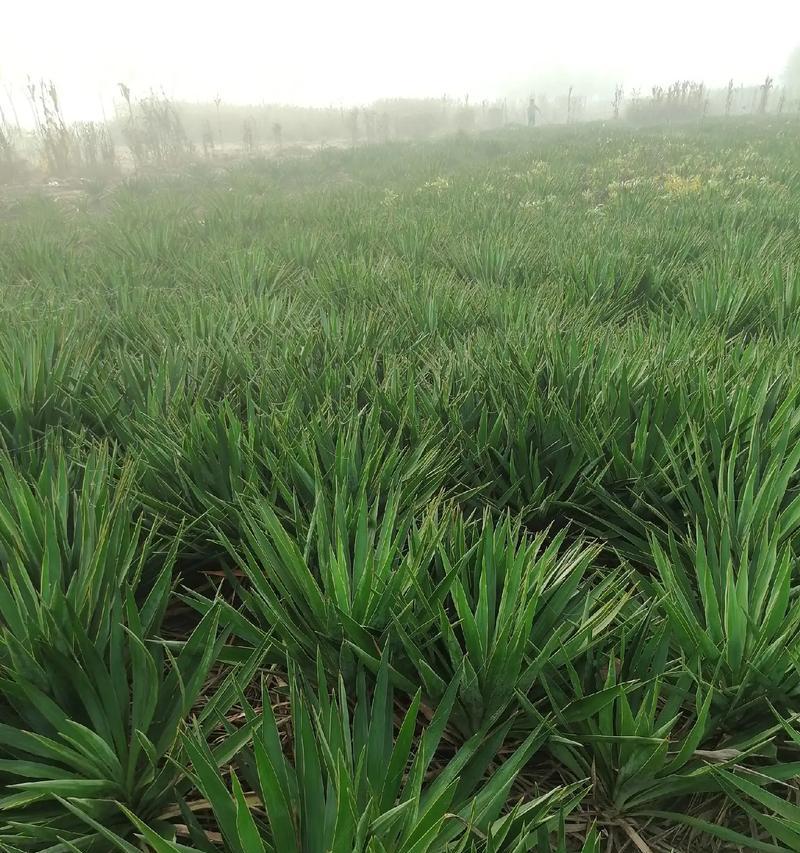 水稻的花序类型及特点（圆锥花序在水稻中的表现）