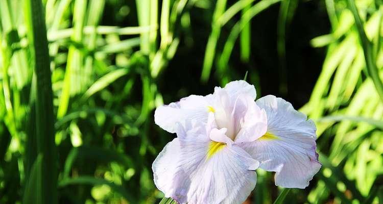 菖蒲花（纯净而坚韧的花朵）