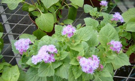 藿香花语与传说——寓意与神奇的花朵（藿香花语的意义和传说中的神秘力量）