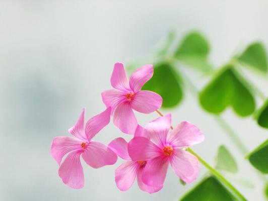 醡浆草的花语与传说（探索醡浆草的花语及其背后的故事）