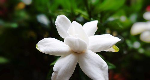 栀子花的花语与象征（探寻栀子花的意义与象征背后的美妙）