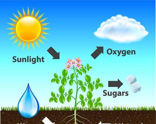 水的重要性——植物生长的必需品（水是植物生长的必需品）