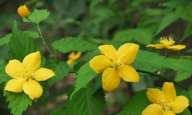 《以棣棠花的花语和传说》（传承千年的美丽传说）