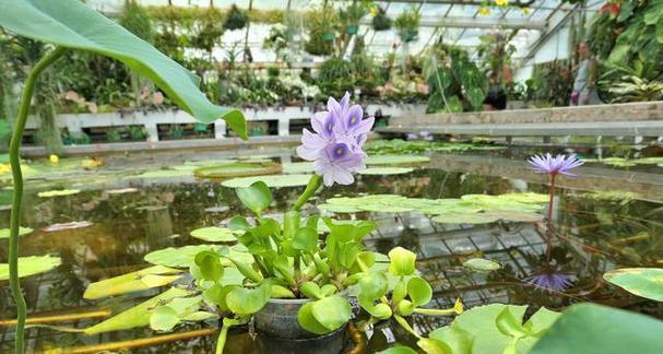 水葫芦（室内养殖水葫芦的方法及注意事项）