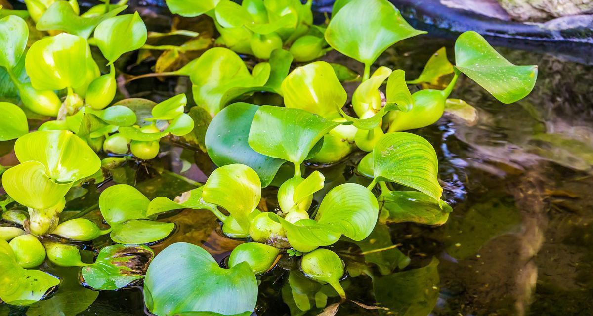 水葫芦是水生植物吗（认识水葫芦的特性和生长环境）