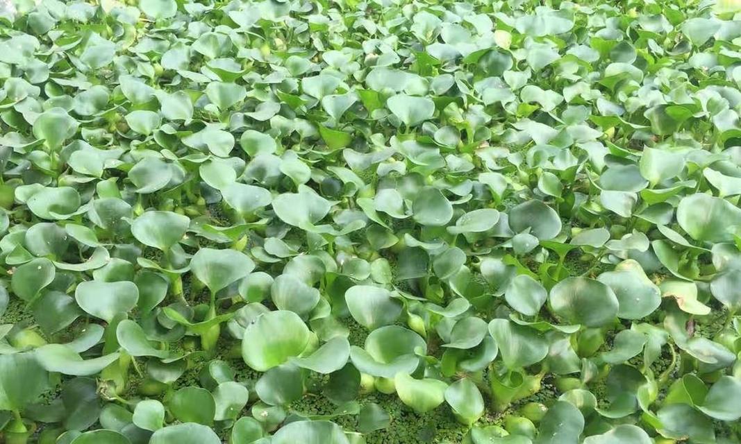 水葫芦（揭开水葫芦真面目）