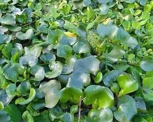 水中生长的植物（探索水中丰富多彩的植被世界）