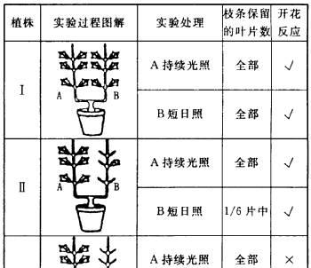 水培白掌分株详解（从选植物到独立生长）