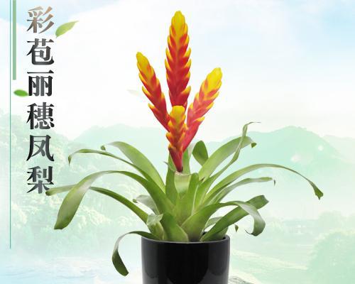 水培风梨花的养护指南（从选植到管理）