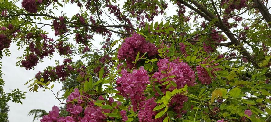 保定市的市花及其象征意义（探寻保定市花的文化内涵与价值）