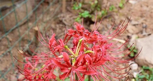 彼岸花的花语与含义（探寻彼岸花的隐藏情感世界）