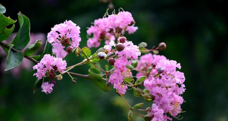 和平的花语——传递和平之美的花卉世界（以花朵为媒介）