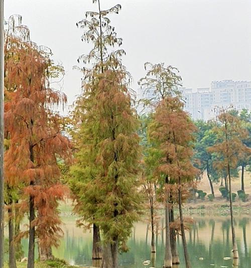 水杉开花的神奇之处（探寻水杉开花的美妙之旅）