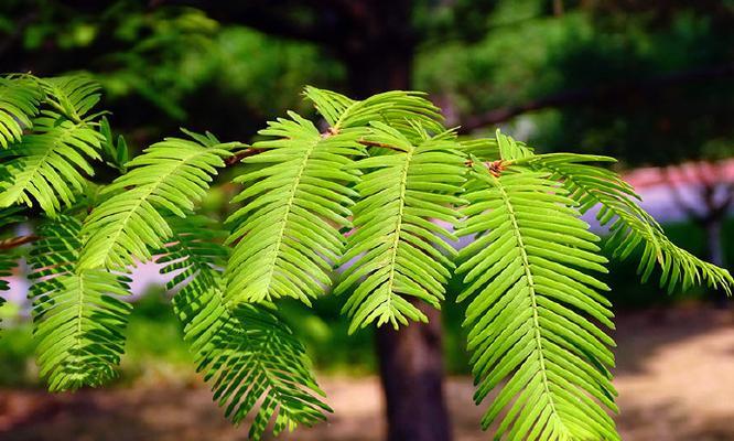 水杉究竟是草本植物还是乔木（揭开水杉的谜团——从生长形态）