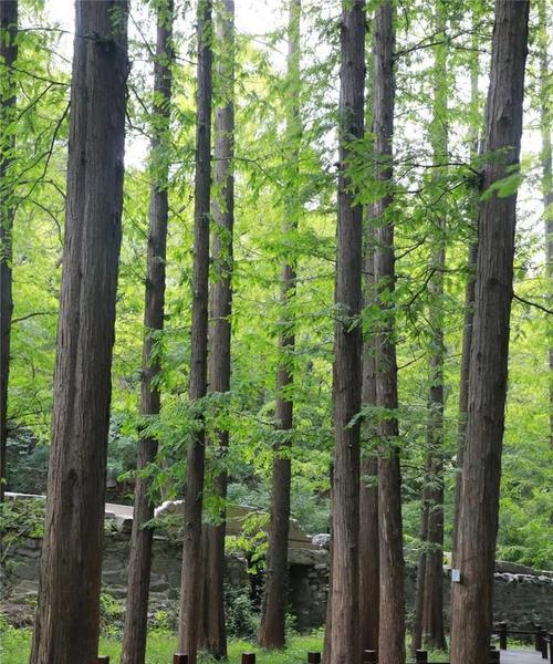 水杉的生长环境与特点（探究水杉是否为水生植物）