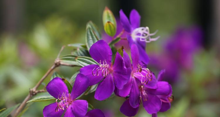 探寻巴西野牡丹的神秘花语（揭开巴西野牡丹背后的花言蜜语）