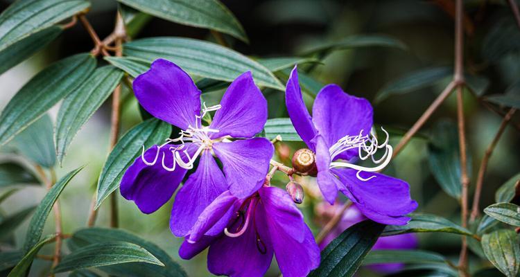 以巴西野牡丹花语（唤醒沉睡的希望）