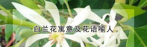 白兰花的花语和传说（神秘的白兰花与它的花语）