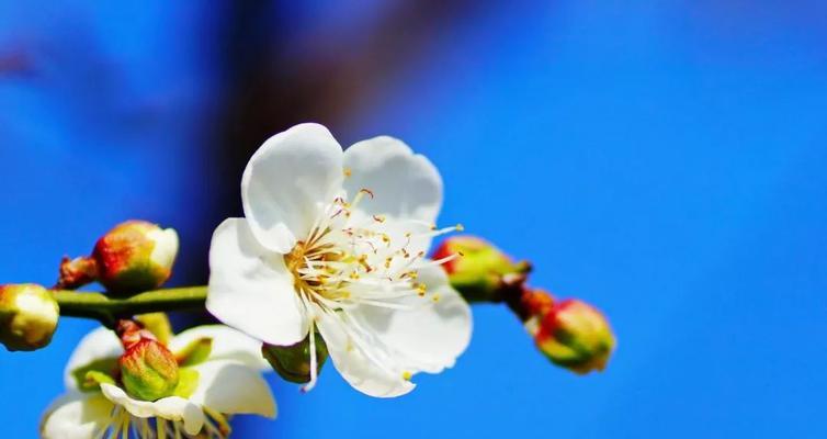 白梅花语——寓意与传承（探索白梅花的象征意义与历史渊源）