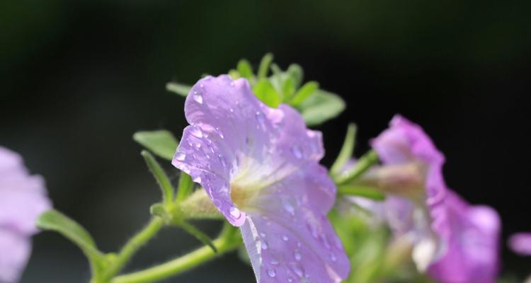 白色矮牵牛花语（美丽的花朵中蕴含的意义与祝福）