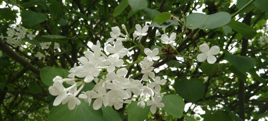 白色紫丁香花语（紫丁香花语的神秘魅力与寓意）