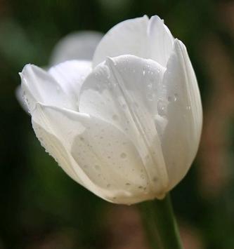 白郁金香花语（探索白郁金香的花语及其意义）