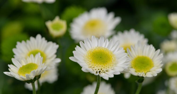 长寿菊花语（探索长寿菊的花语及其背后的意义）