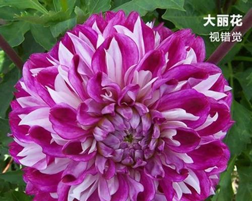 大丽菊花语之美——开放、坚强与希望（大丽菊花语解读）