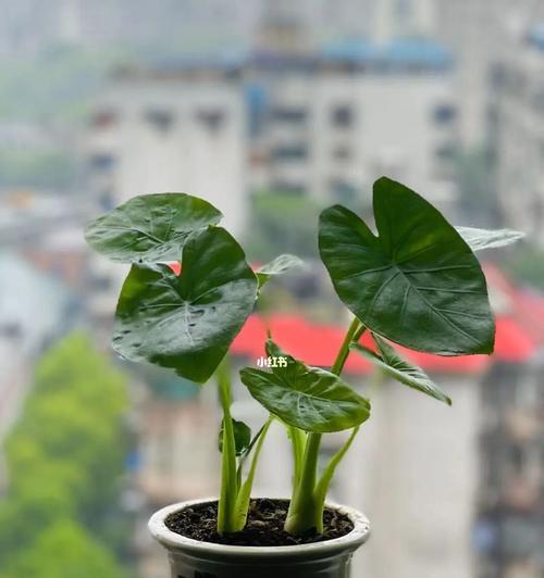 滴水观音植物的寓意与功效（揭开滴水观音植物背后的奥秘）