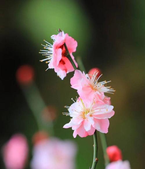 冬日梅花的坚韧与美丽（寒冬中绽放的奇迹——揭开冬天的梅花的意义）