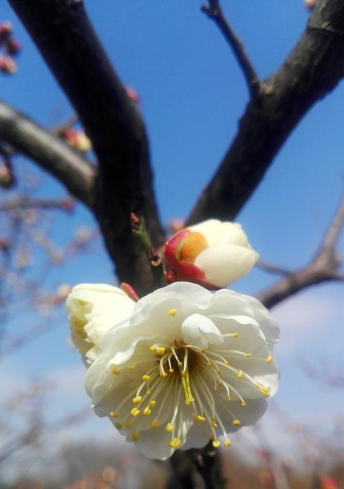 冬天的梅花（冰雪覆盖下的生命之花）