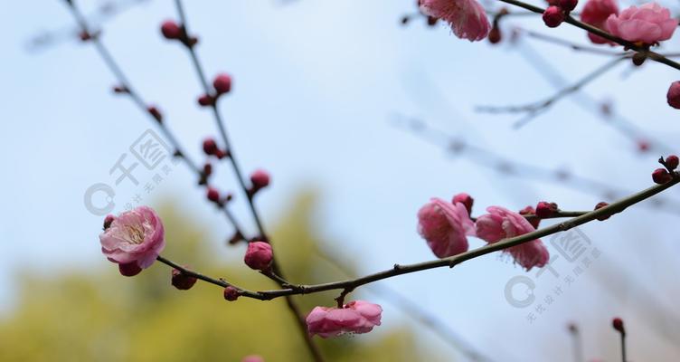 冬天梅花的特点与魅力（寒冬中的芳香与生机）