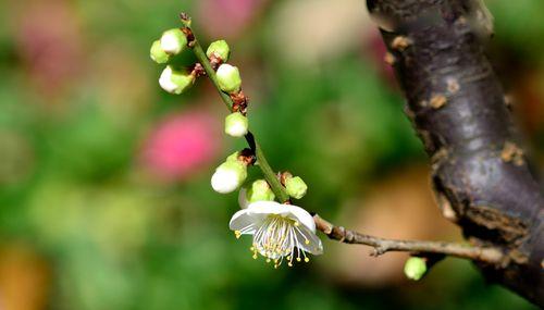 冬天梅花的魅力（冬日枝头绽放的清香）