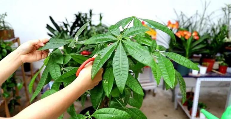 发财树叶子发黄的寓意（探讨发财树叶子发黄的原因及对财运的影响）