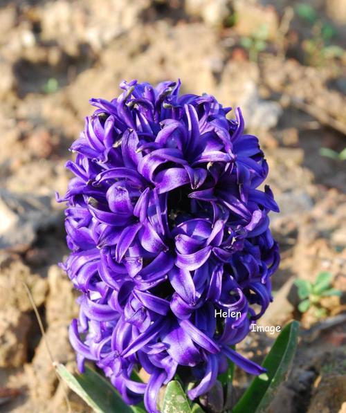 风信子花语及其特性（迷人的风信子花语揭示的花朵特点）