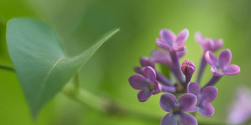 丁香花语的含义与传说（揭秘丁香花的神秘语言）